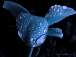 blue flower drops