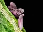 Pistia pollen