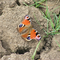 peacock butterfly having a rest