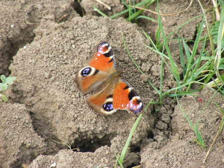 peacock butterfly having a rest - rock, butterfly, resting, peaceful