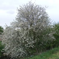 blossom tree