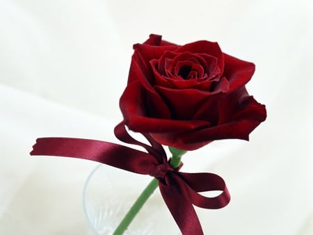 for you - pasion, romantic, red, rose, love, flower