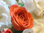 orange rose