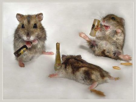 Drunk mice - bottle, drunk, mice