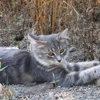 Lovely Cat