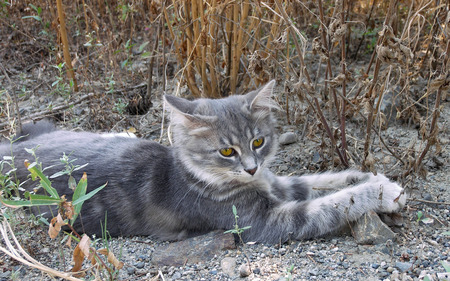 Lovely Cat - cat face, beautiful, lovely, sweet, cat, kitten, cute, cats, animals, kitty