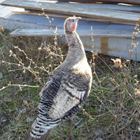 Female Turkey