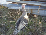 Female Turkey