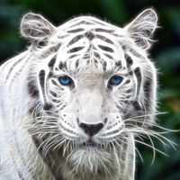 Fractal Tiger