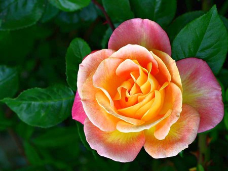 Rose Flower - beautiful, rose flower, picture