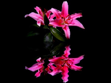 Pink Flowers - picture, pink flowers, beautiful