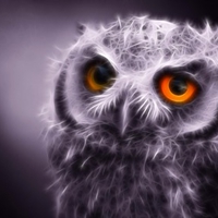 Fractal Night Owl