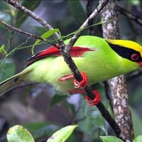 Colorful Bird