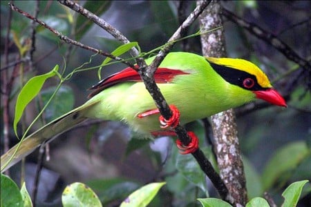 Colorful Bird - colorful bird, picture, beautiful