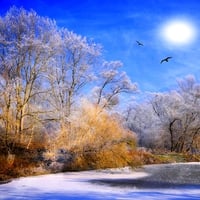 WINTER SNOW FOREST