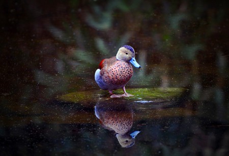 Beautiful Duck - duck, picture, beautiful