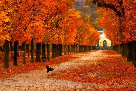 Colors of Autumn - picture, beautiful, colors of autumn