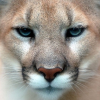 CLOSE UP OF COUGARS FACE