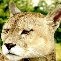 CLOSEUP OF MOUNTAIN LION