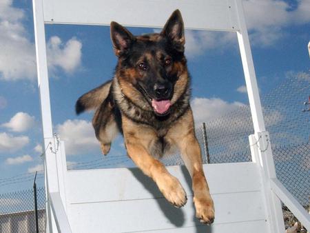 GERMANHEPARD PUPPY RELAXING - friendly, playful, likeable