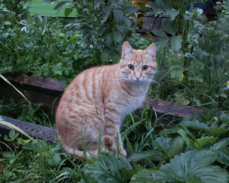 THIS CAT HERE LOOKS LIKE MY CAT BUT IT ISNT - playful, loveable, friendly