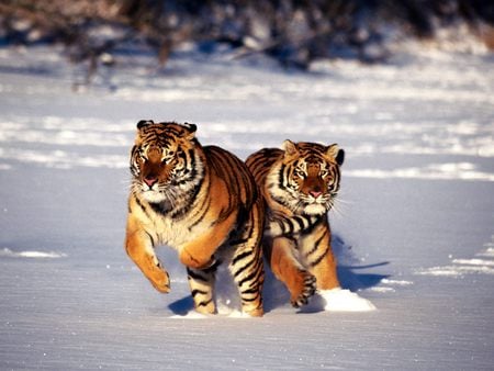 TIGERS ARE ON THE LOOSE WATCHOUT - proud, majestic, stunning, tigers