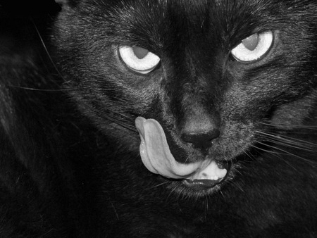 Black cat - black, animal, cat