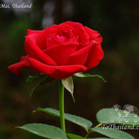 JUST ONE RED ROSE ALL ALONE