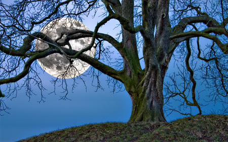 Moon Tree - moon, nature, tree