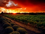 Vineyard Sunset