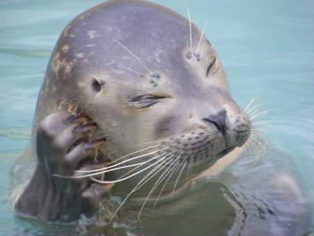 photo of a seal. - whiskers, itchy, water, seal, cute