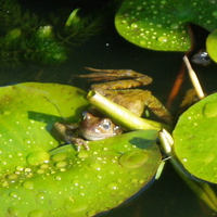 frog in our pond.