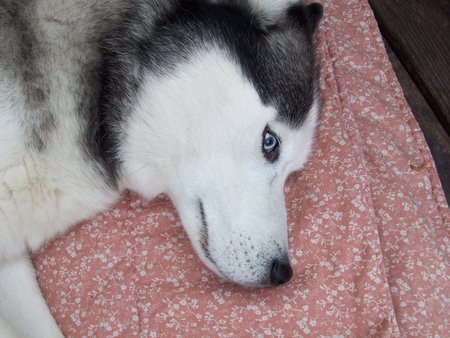 SHADOWMOON - dog, siberian, husky, shadowmoon