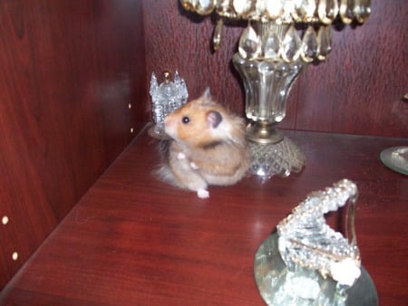 DANCING QUEEN SASSY - hamster, pets, dancing animals, teddybear