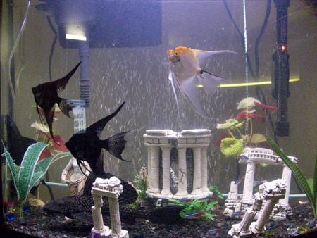 ANGELS IN ROME - fishtank, aqualife, neons, angelfish