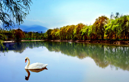 Swan Lake - lake, swans, trees, reflection, mountains