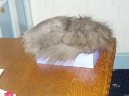 curled up. - cat, old box, curl fur