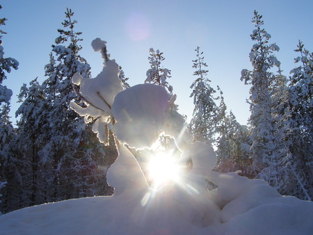 Life and Death - robot360, inverness, trees, sun, beautiful, snow, winter