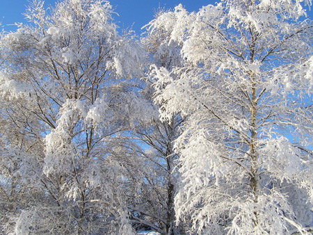 Frosted Trees