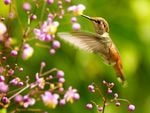 colibri bird