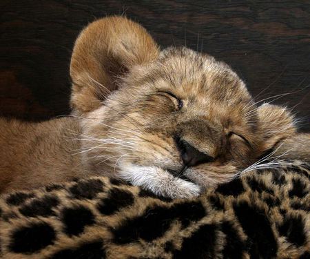 Asleep - lion, cub