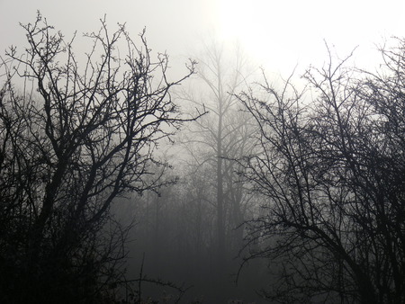 misty forest - white, forest, trees, black, mist