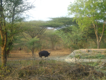 BISON - forest, nature, wildlife