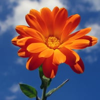 orange flower