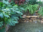 pond,plants and waterfalls