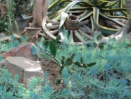 desert scene in a greenhouse - cactus, wagon wheel, plants, rocks