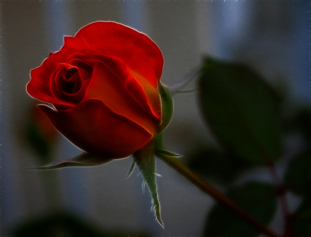 red rose - passion, romantic, red, rose, love, flower