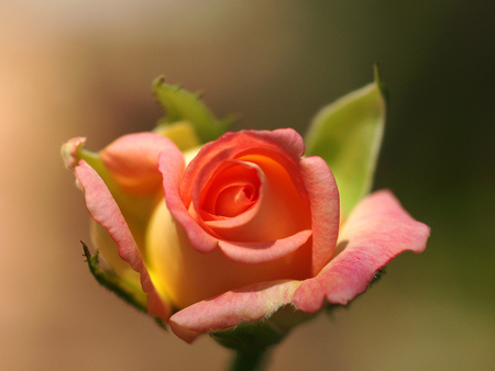 single rose - love, romance, colored, rose, lovely, flower