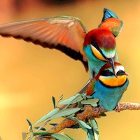 Love Birds