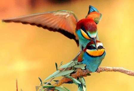 Love Birds - love birds, picture, beautiful